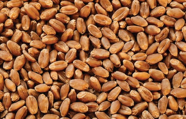 Wheat (Canada)