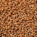 Wheat-Canada-TK