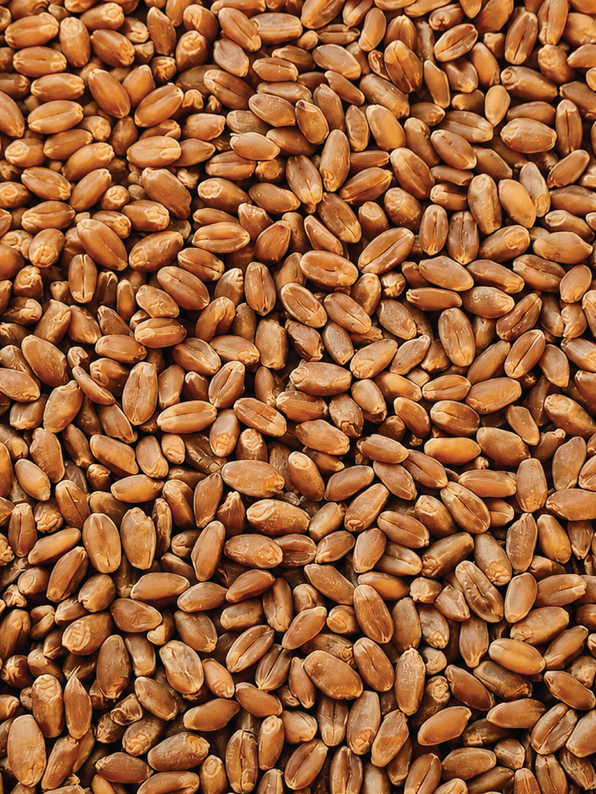 Wheat (Canada)