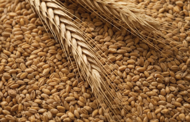 Wheat (Argentina)