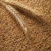 Wheat Argentina